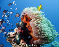 anemone by Paola Pallocci 